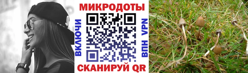 KRAKEN   Одинцово  Псилоцибиновые грибы Magic Shrooms 